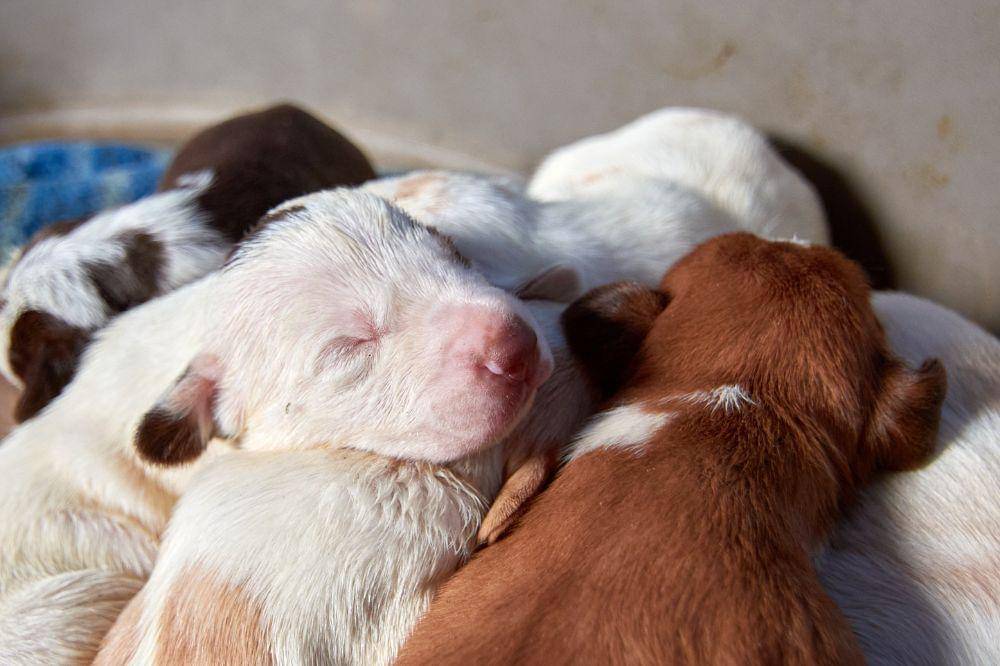 Cara Merawat Anjing Baru Lahir