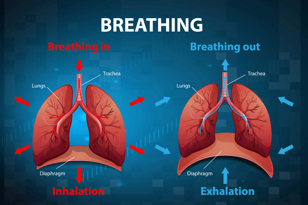 Mekanisme pernapasan