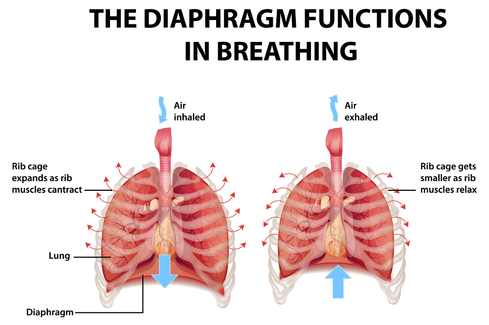 Mekanisme pernapasan