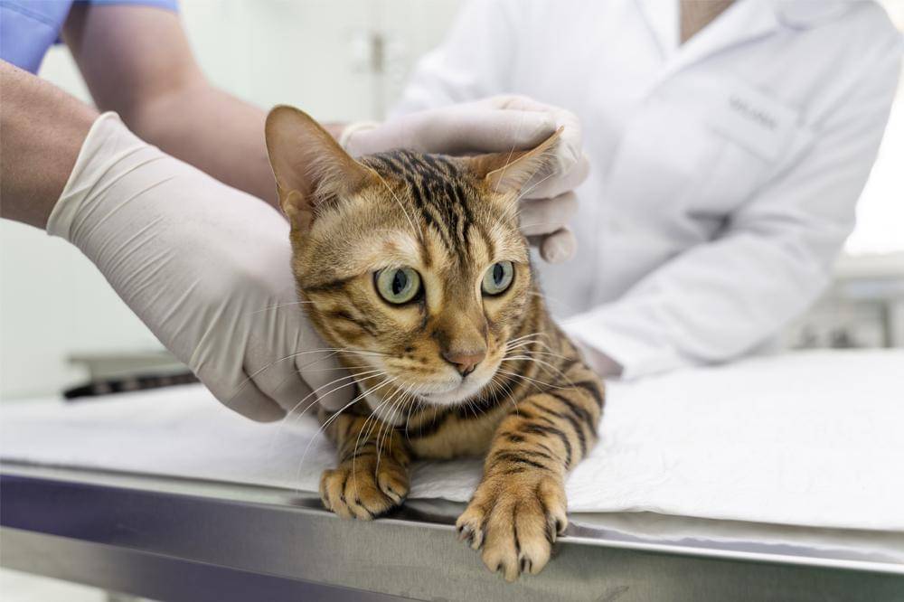 Penyebab Kucing Susah Kencing