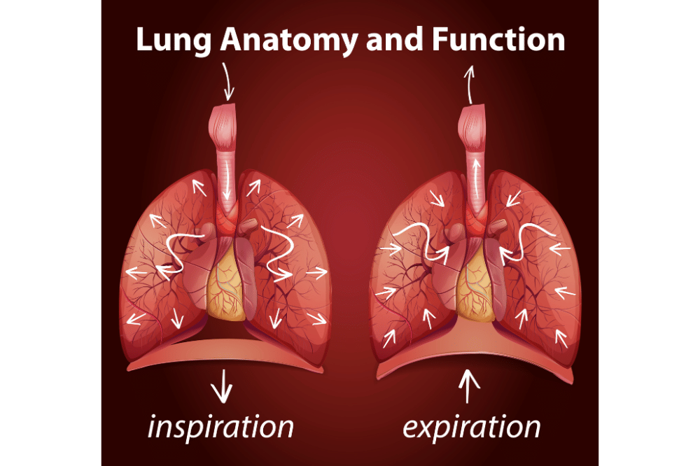 Mekanisme pernapasan