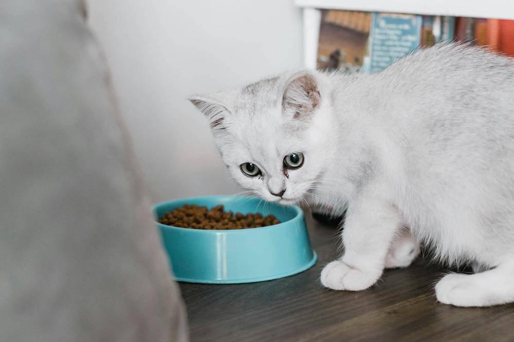 Penyebab Kucing Susah Kencing