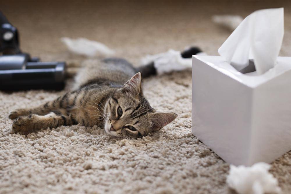 Penyebab Kucing Susah Kencing