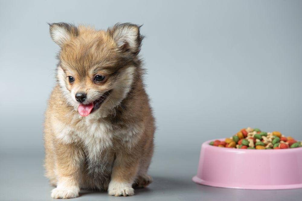 Cara Merawat Anjing Baru Lahir