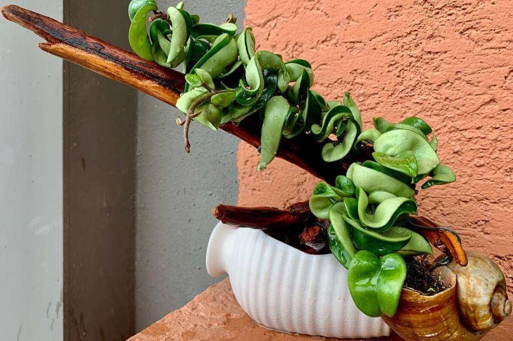 7 Tanaman Hias Termahal 4