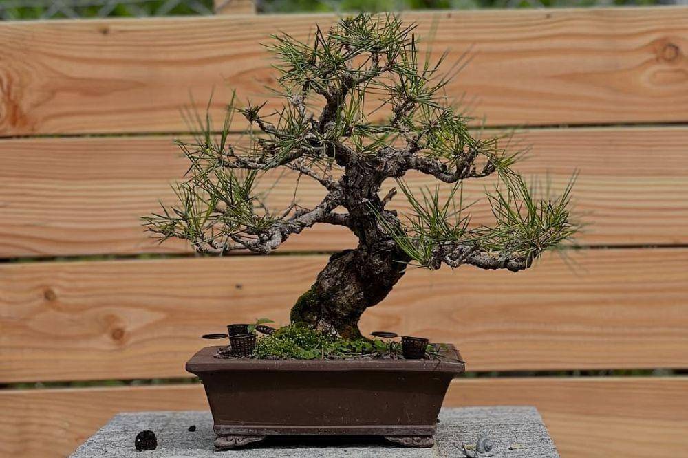 7 Tanaman Hias Termahal 7