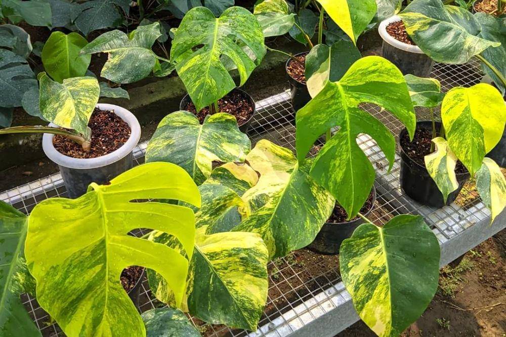 7 Tanaman Hias Termahal 3