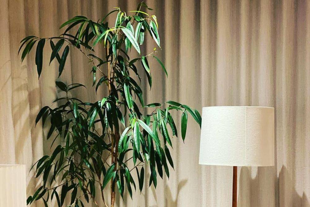 7 Tanaman Hias Termahal 1