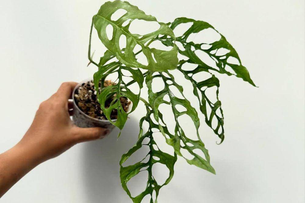 7 Tanaman Hias Termahal 5