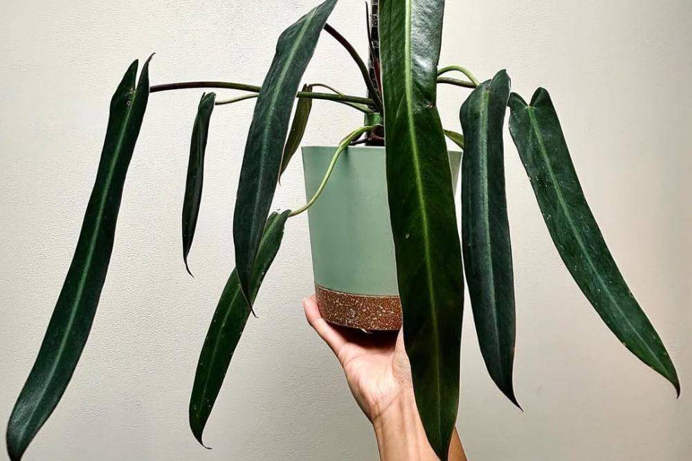 7 Tanaman Hias Termahal 6