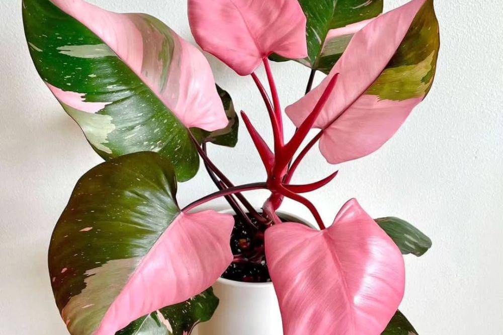 7 Tanaman Hias Termahal 2