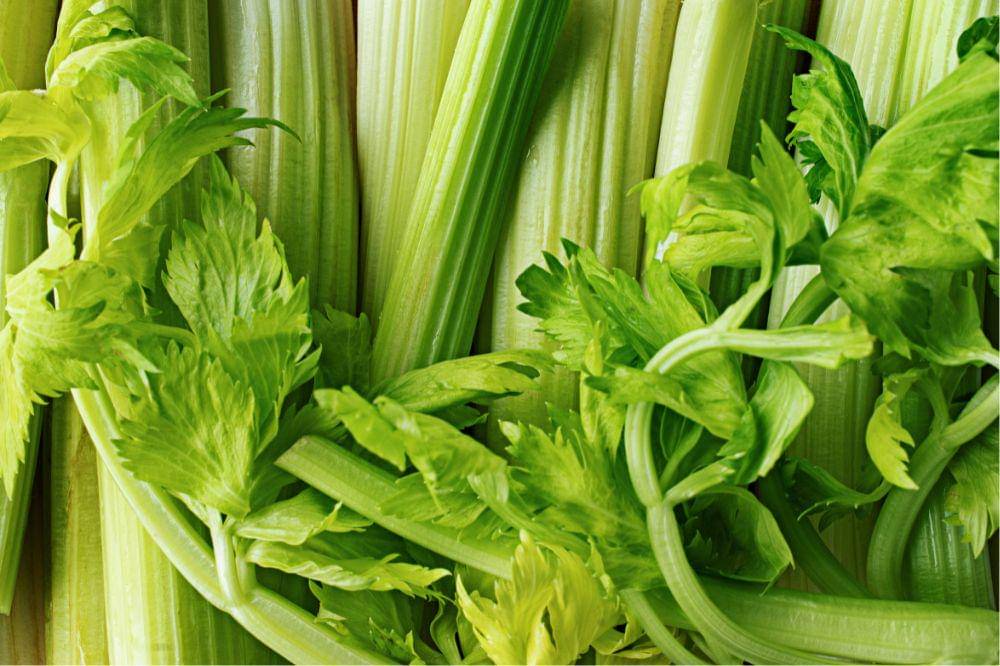 6 Kandungan Daun Seledri untuk Kesehatan Ibu Hamil