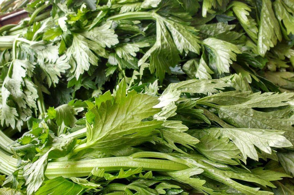 6 Kandungan Daun Seledri untuk Kesehatan Ibu Hamil