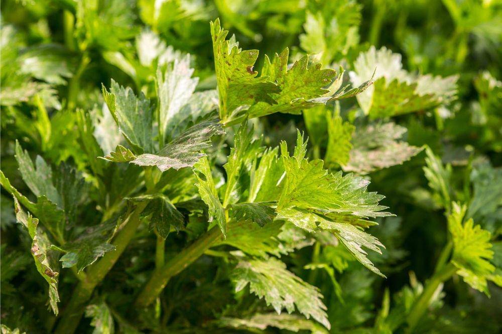 6 Kandungan Daun Seledri untuk Kesehatan Ibu Hamil