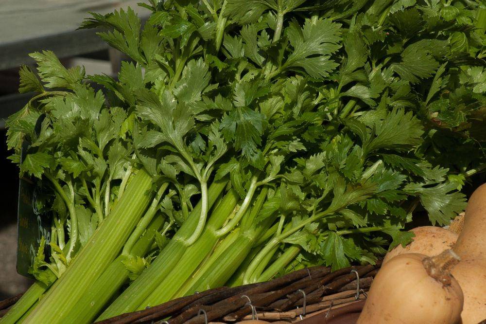 6 Kandungan Daun Seledri untuk Kesehatan Ibu Hamil