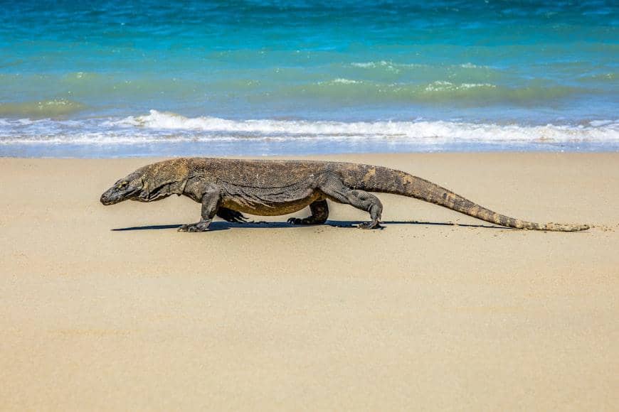 5 Satwa Ikonik Indonesia yang Terancam Punah, Ini Kondisi Terbarunya