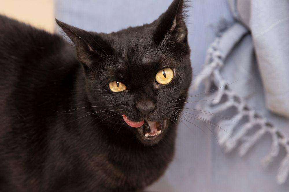 10 Tanda Kucing Tidak Menyukai Pemiliknya 2