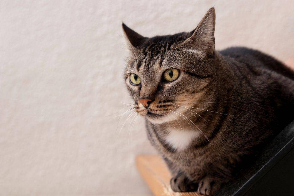 10 Tanda Kucing Tidak Menyukai Pemiliknya 10