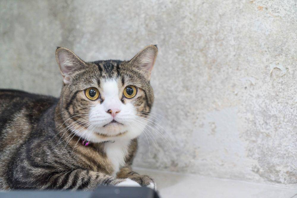 10 Tanda Kucing Tidak Menyukai Pemiliknya 1