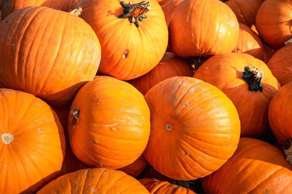 6 Cara Menyimpan Waluh