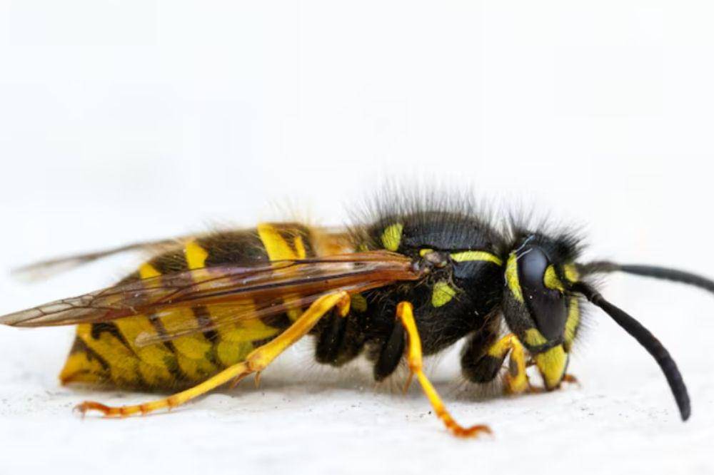 tawon endas atau tawon vespa