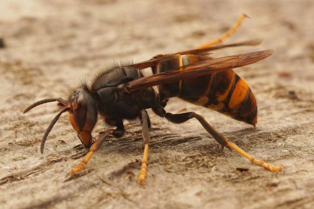 tawon endas atau tawon vespa