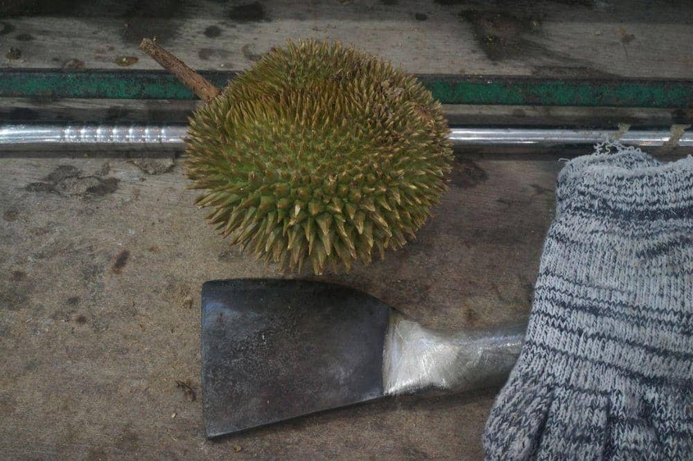 6 Cara Memilih Durian agar Setiap Gigitan Penuh Kenikmatan (5).jpg