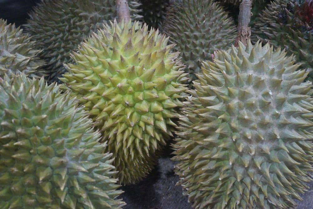 6 Cara Memilih Durian agar Setiap Gigitan Penuh Kenikmatan (4).jpg