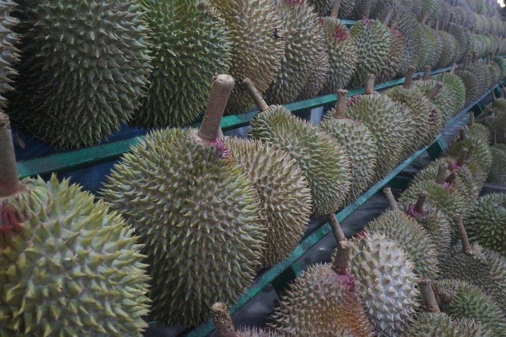 6 Cara Memilih Durian agar Setiap Gigitan Penuh Kenikmatan (6).jpg