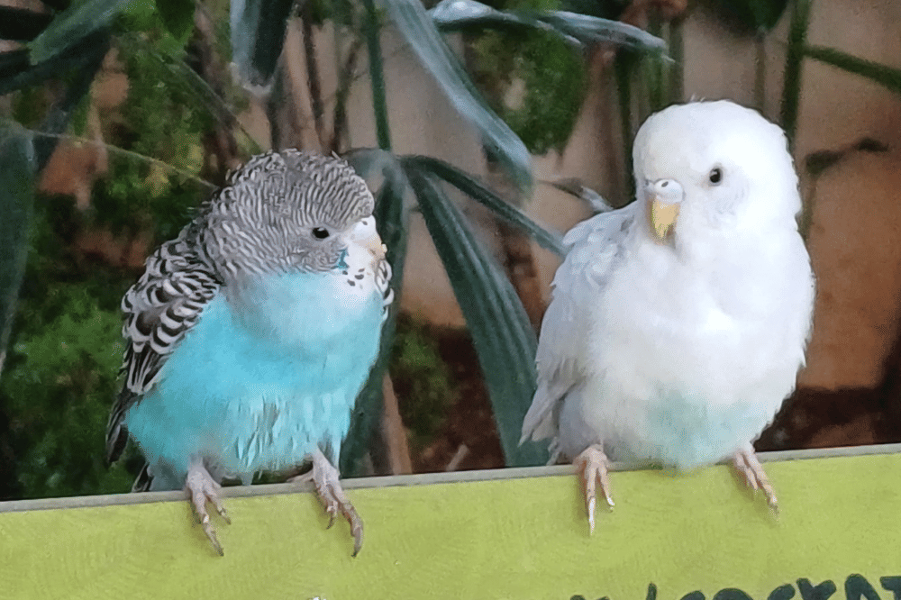 Dua burung yang saling menatap
