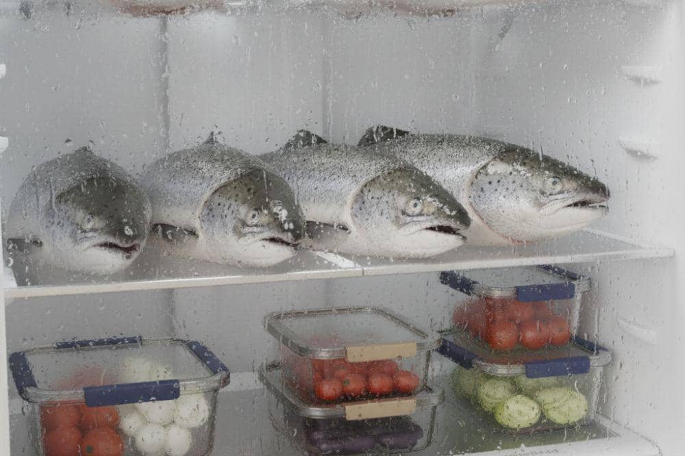 Cara Menyimpan Ikan di Kulkas