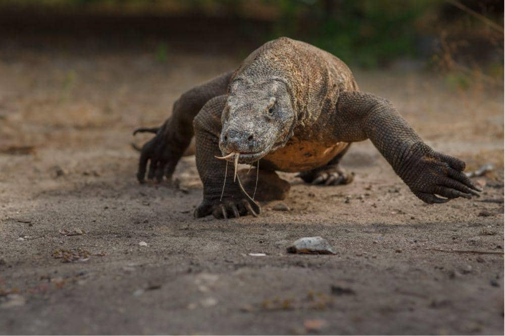 5 Taman Indonesia Resmi Masuk UNESCO, Kaya akan Keindahannya!