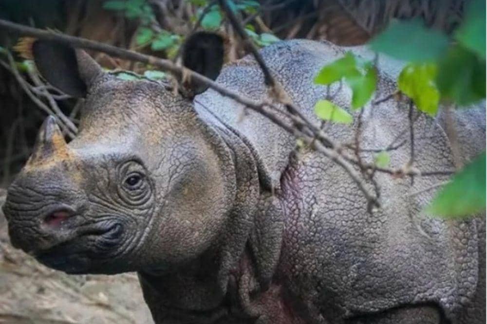 5 Taman Indonesia Resmi Masuk UNESCO, Kaya akan Keindahannya!