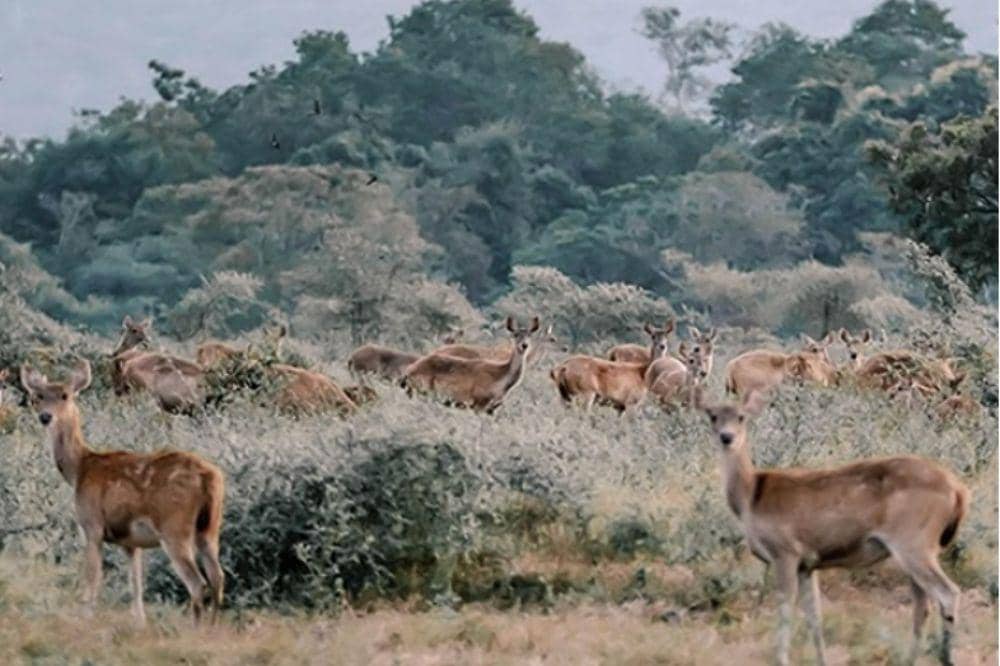 5 Taman Indonesia Resmi Masuk UNESCO, Kaya akan Keindahannya!