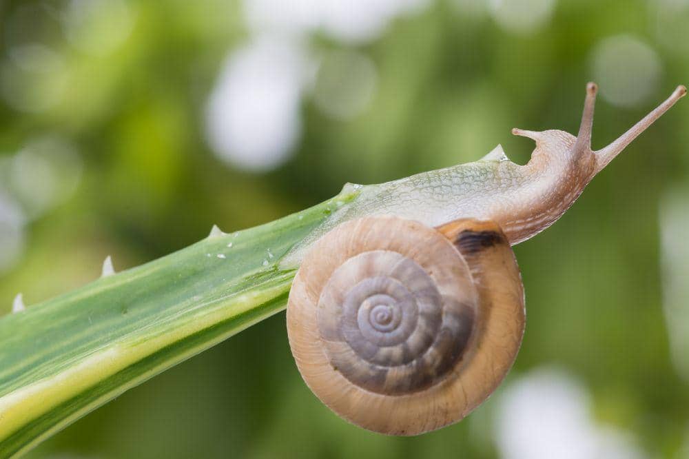 Manfaat Snail Mucin dalam Skincare yang Harus Kamu Tahu