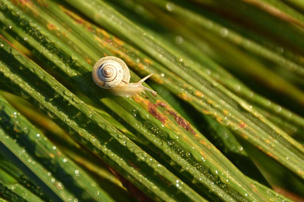 Manfaat Snail Mucin yang Harus Kamu Tahu