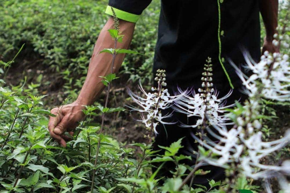 Cara Merawat Tanaman Kumis Kucing 