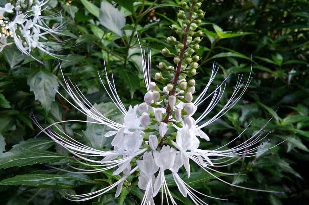 Cara Menanam Tanaman Kumis Kucing