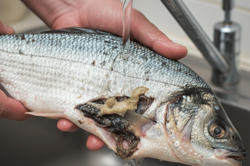 Penyebab Ikan Busuk di Kulkas