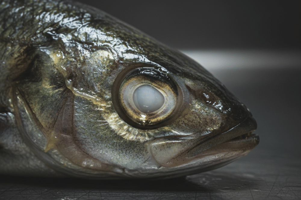 Penyebab Ikan Busuk di Kulkas