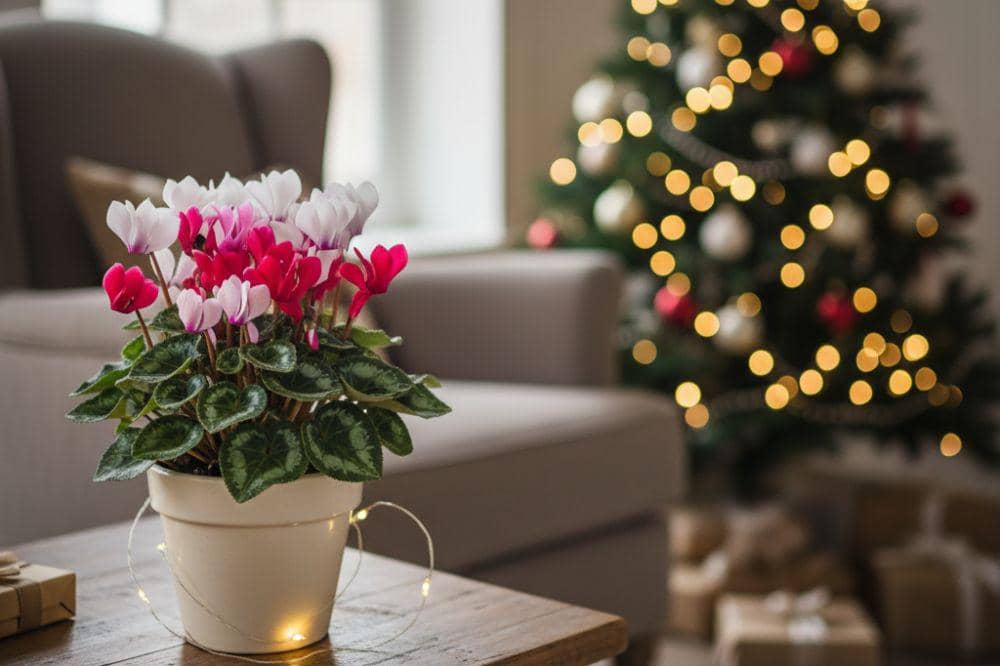 7 Tanaman Hias yang Bisa Jadi Dekorasi Natal 5