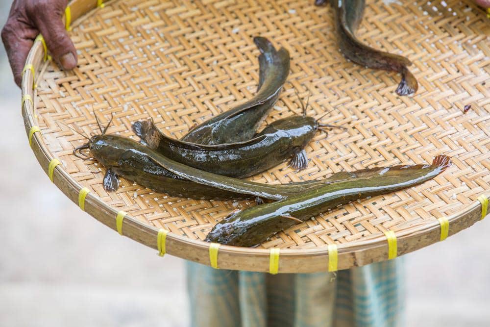 ilustrasi ikan lele segar