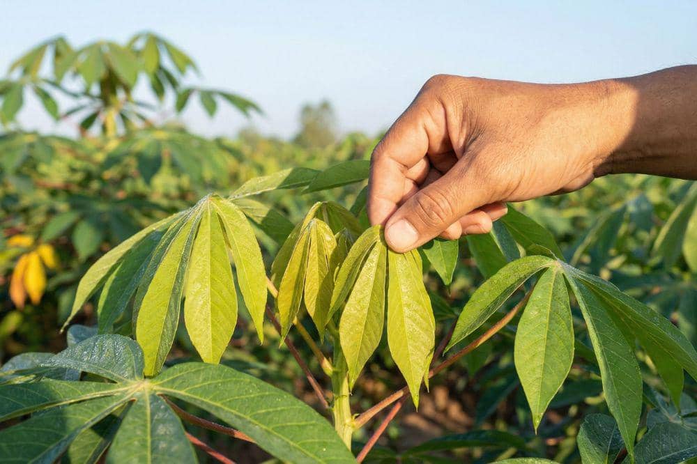 Cara Menyimpan Daun Singkong