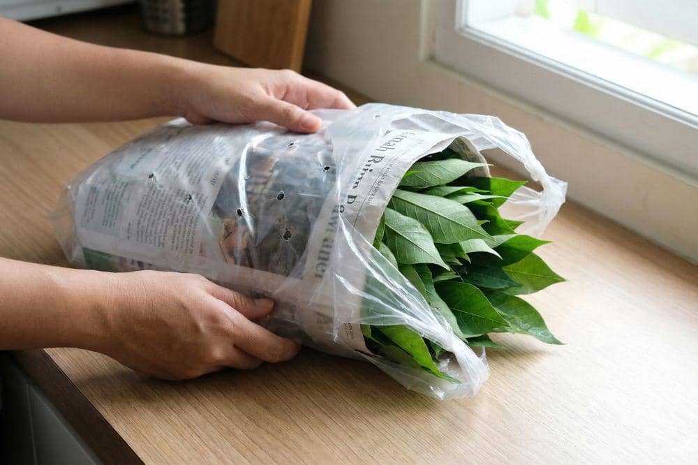 Cara Menyimpan Daun Singkong