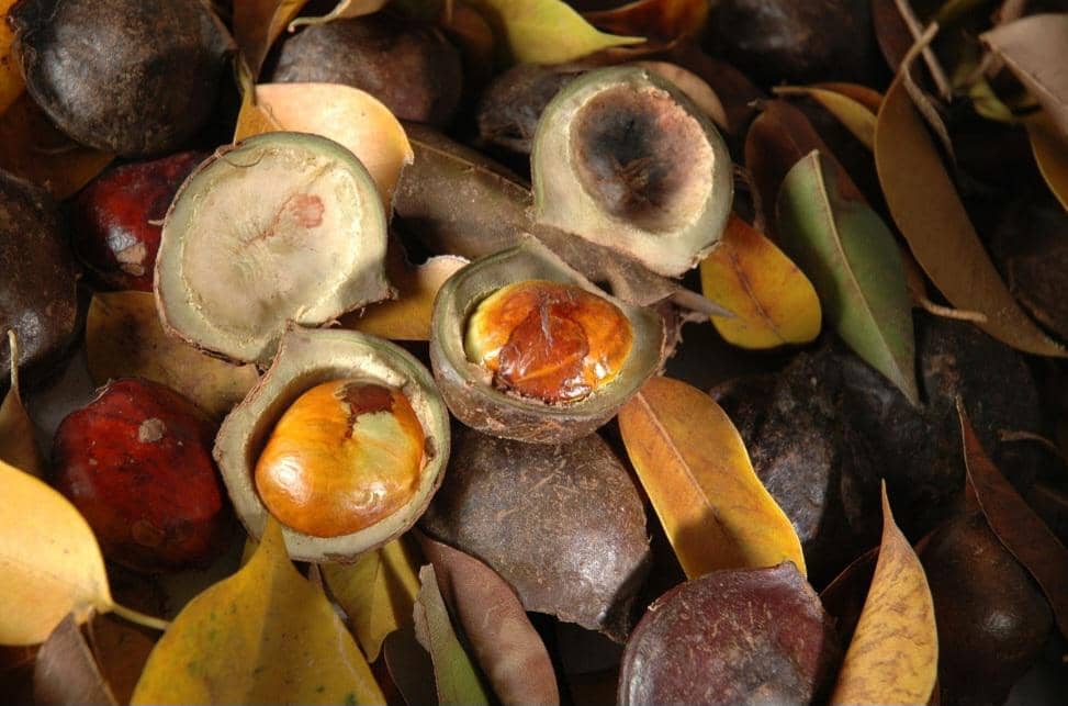 Jengkol punya asam jengkolat yang bisa mengganggu ginjal