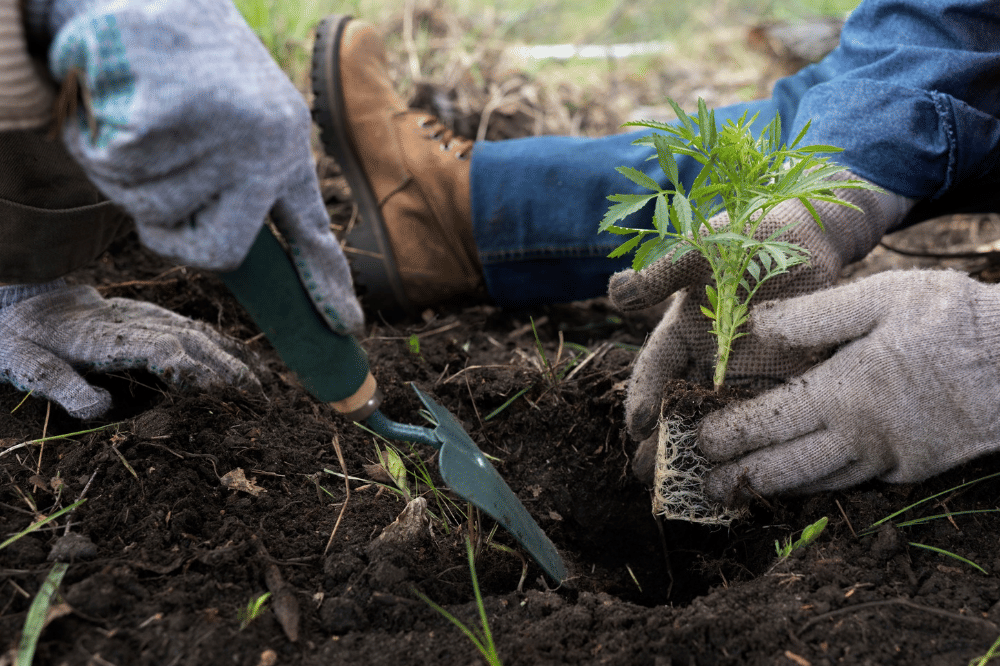 Beberapa sedang menanam atau melakukan reboisasi