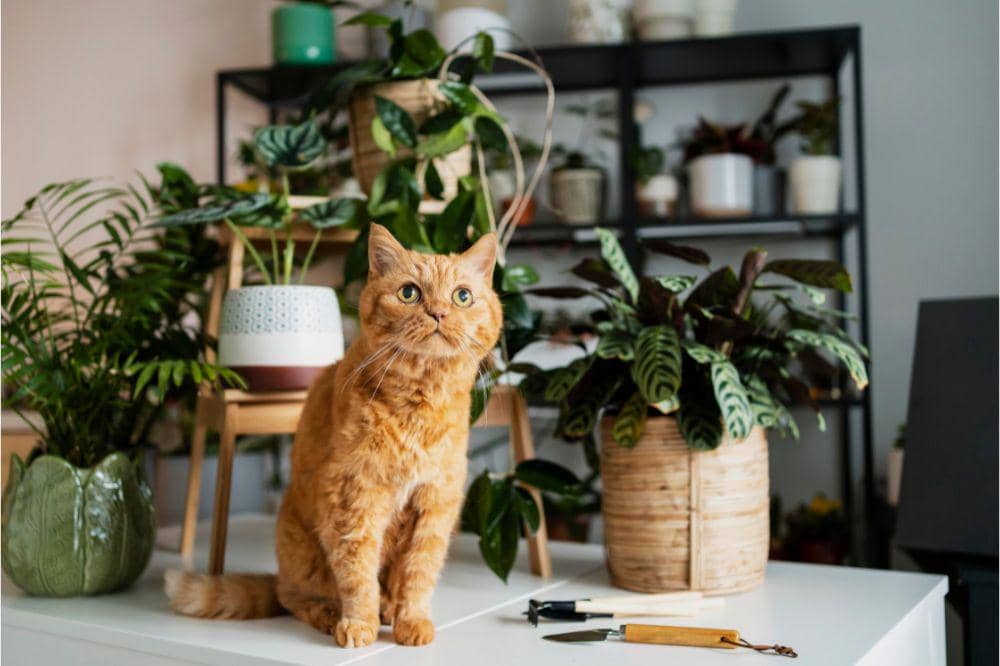 Cara Menciptakan Rumah yang Ramah Hewan Peliharaan