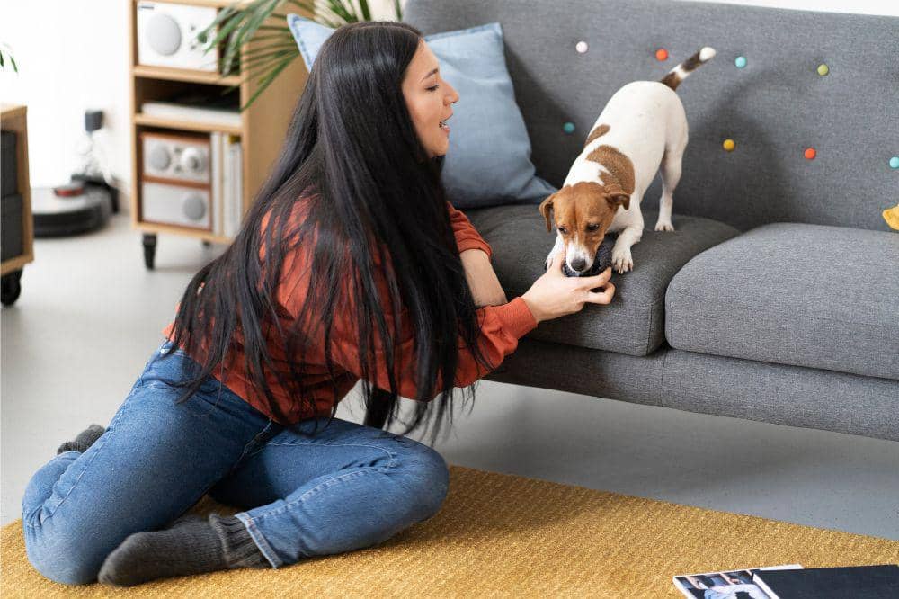 Cara Menciptakan Rumah yang Ramah Hewan Peliharaan