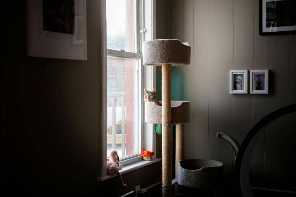 Cara Menciptakan Rumah yang Ramah Hewan Peliharaan