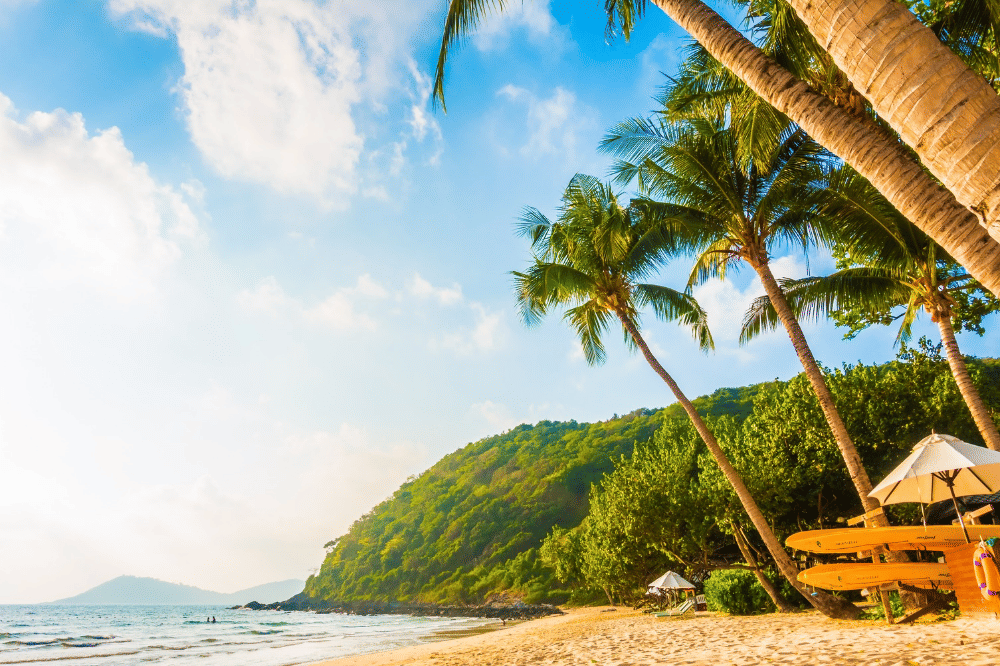 Tampak pantai yang indah dengan pohon kelapa